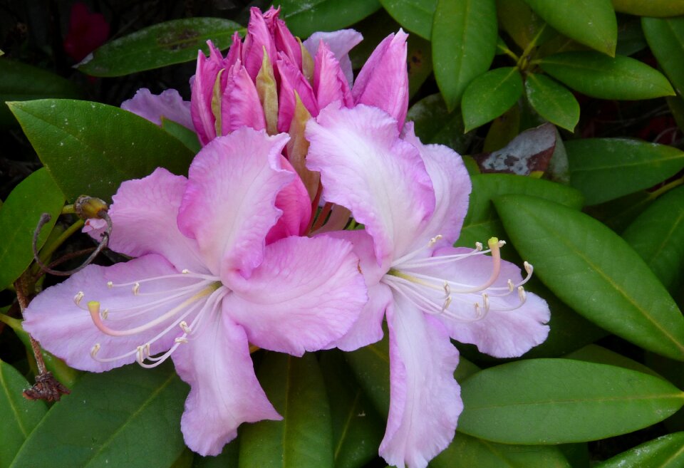 Flower shrub garden