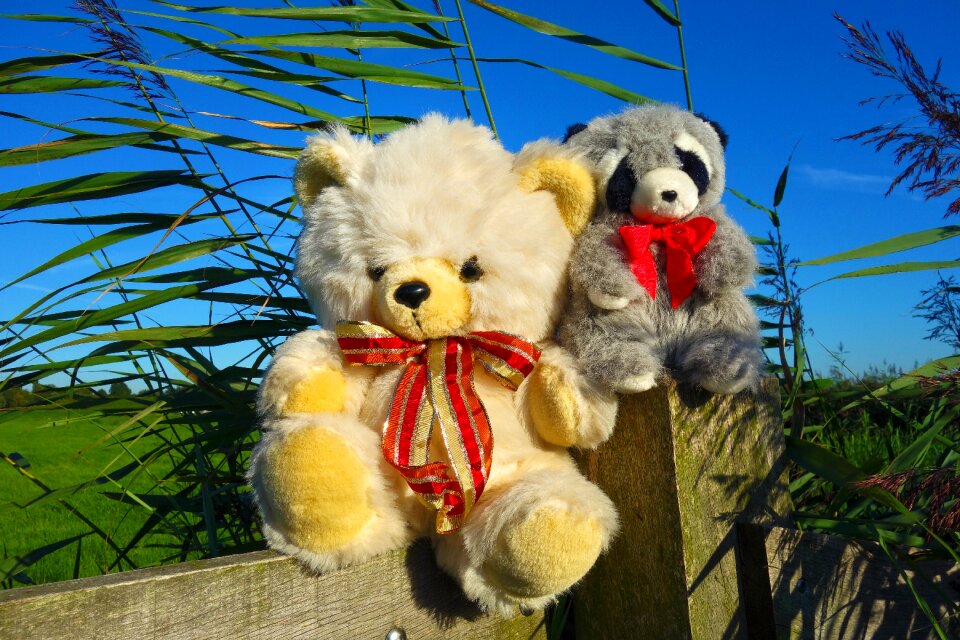 Stuffed bear teddy bear teddy
