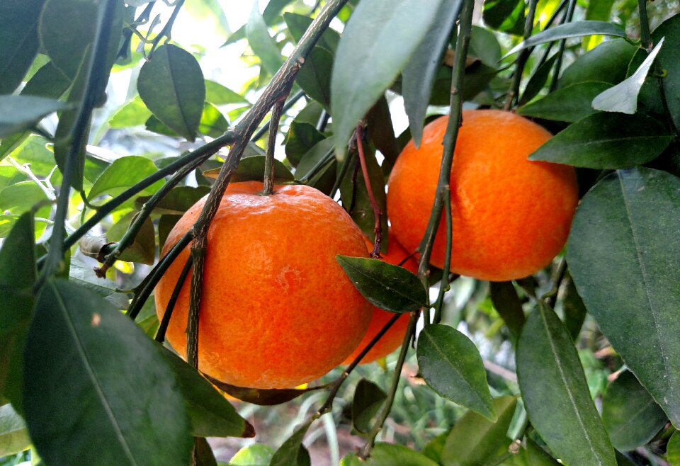 Fresh citrus healthy