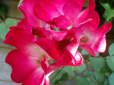 Pink roses flowers petals photo