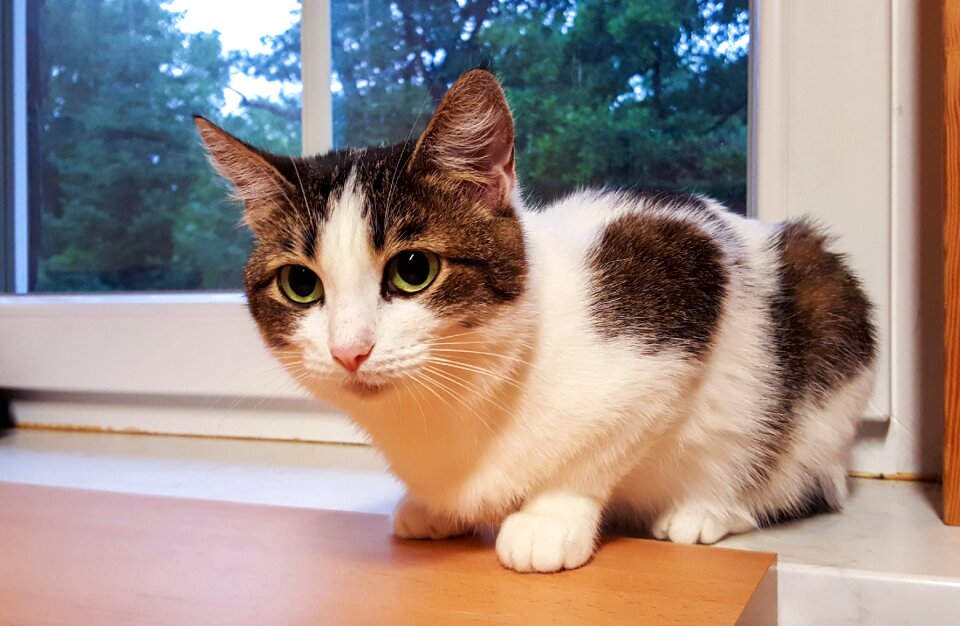 Domestic cat animal pet