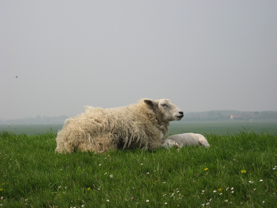 West frisian animal grass
