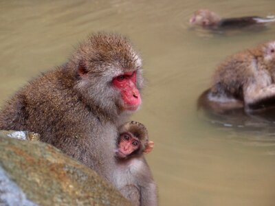 Jigokudani monkey park monkey baby japanese macaque eating leaves