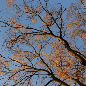 Fall foliage tangle branches photo