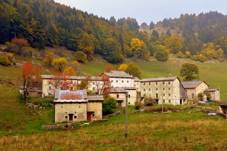 Forest trees houses
