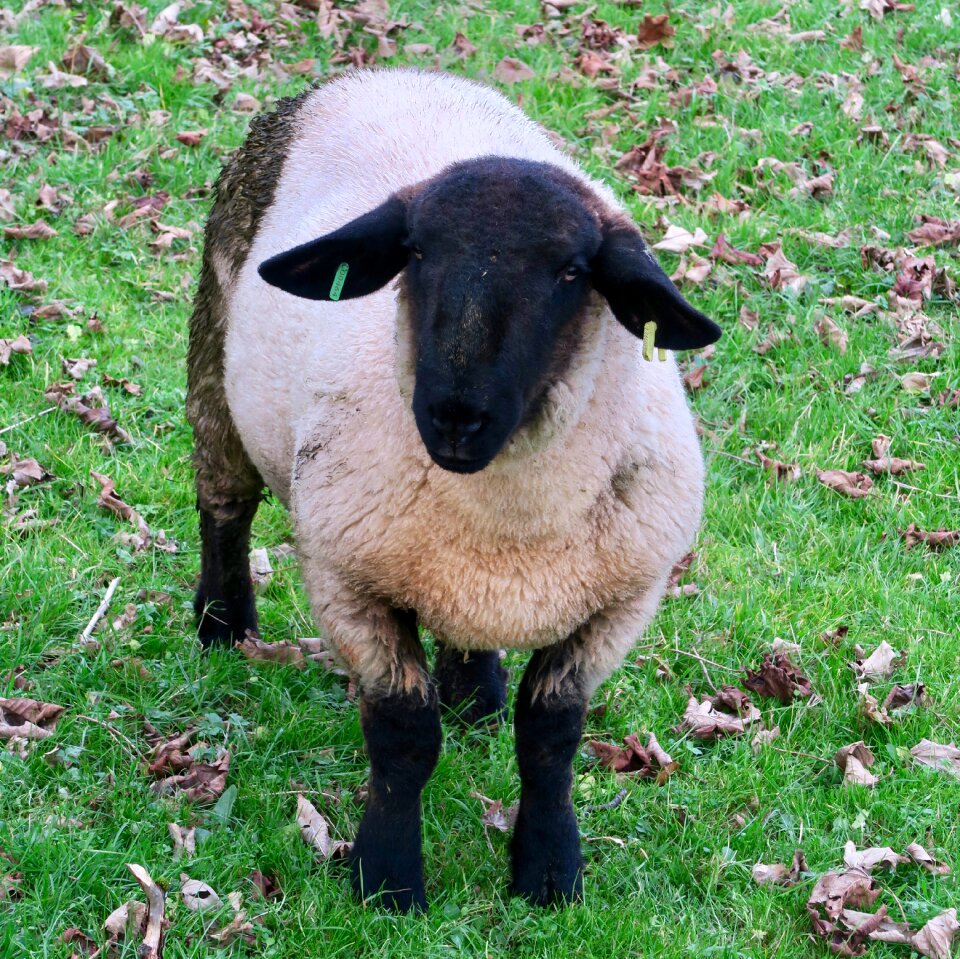 Sheep black animal