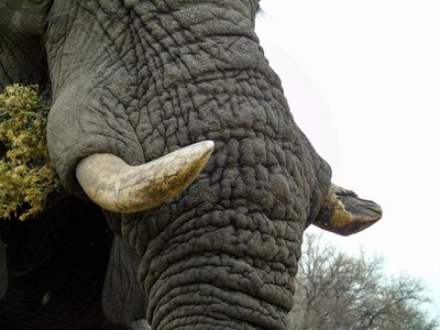 Ivory texture african