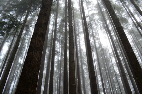 Foggy mystical