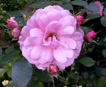 Pink flower pink rose summer flowers