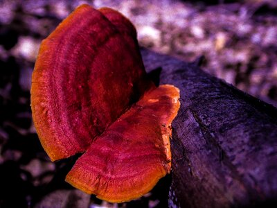 Fungus ear nerve mushrooms