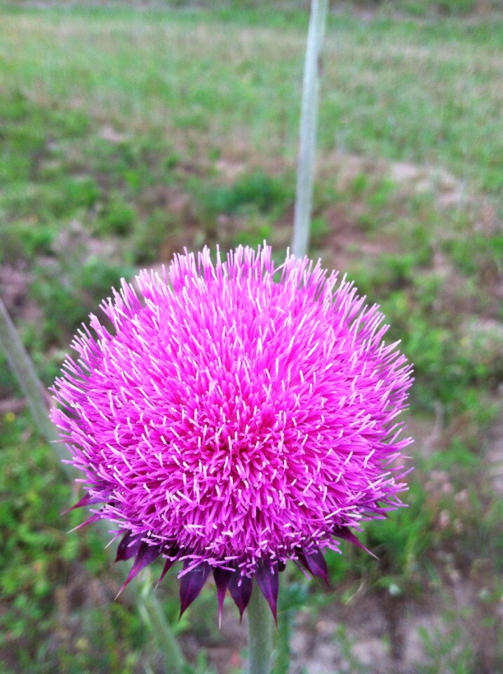 Purple purple flower