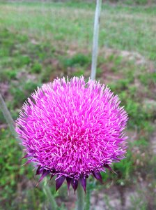 Purple purple flower