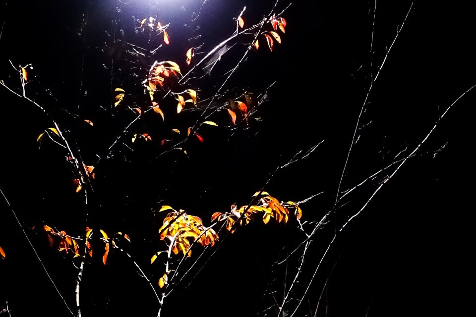 Spider web black web