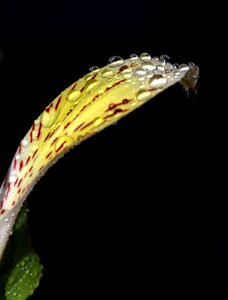 Yellow plant drops