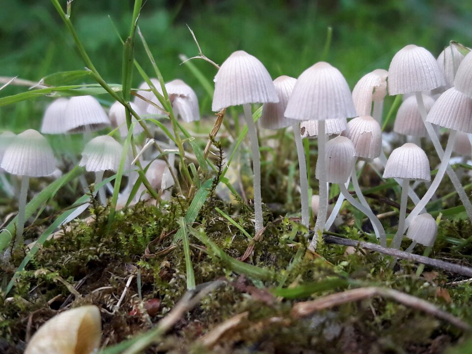 Forest undergrowth wood