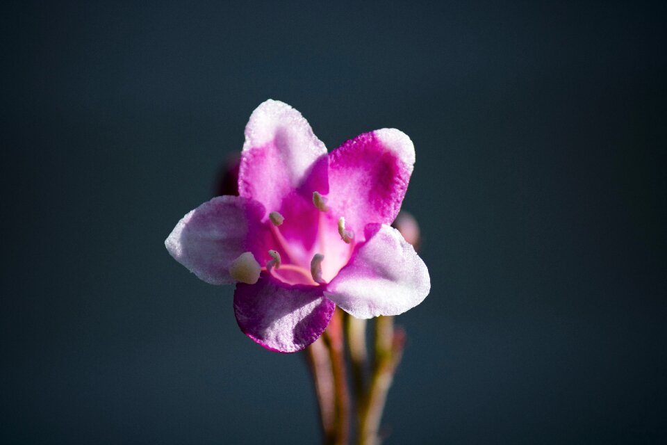 Purple nature plant