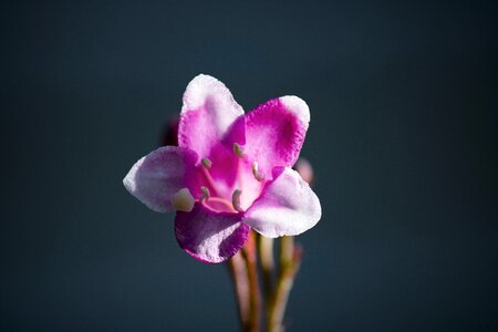 Purple nature plant photo