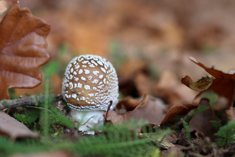 Mushrooms autumn leaves