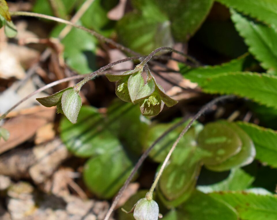 Hepatica wildflower medicinal