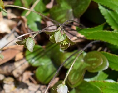 Hepatica wildflower medicinal photo