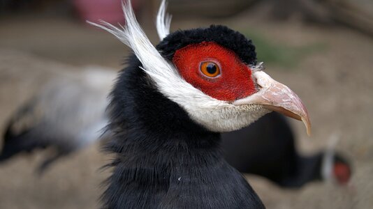 Bird red white photo