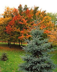 Tree colorful leaves nature photo