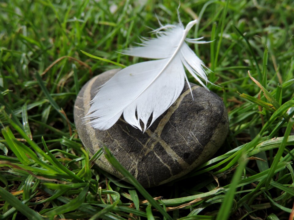 Feather opposites close up