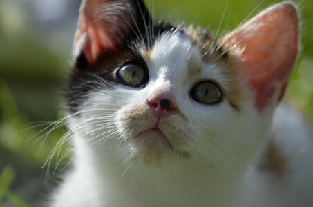 Colorful nature kitten