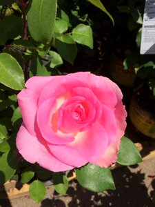 Flower rose photo