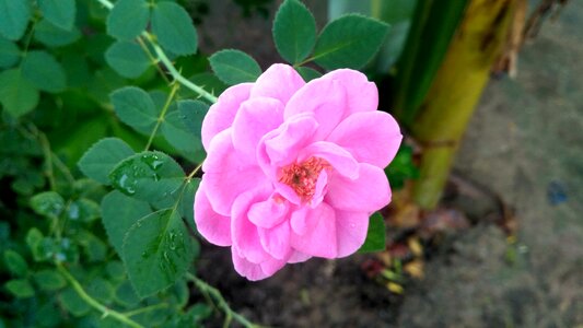 Pink flower petal