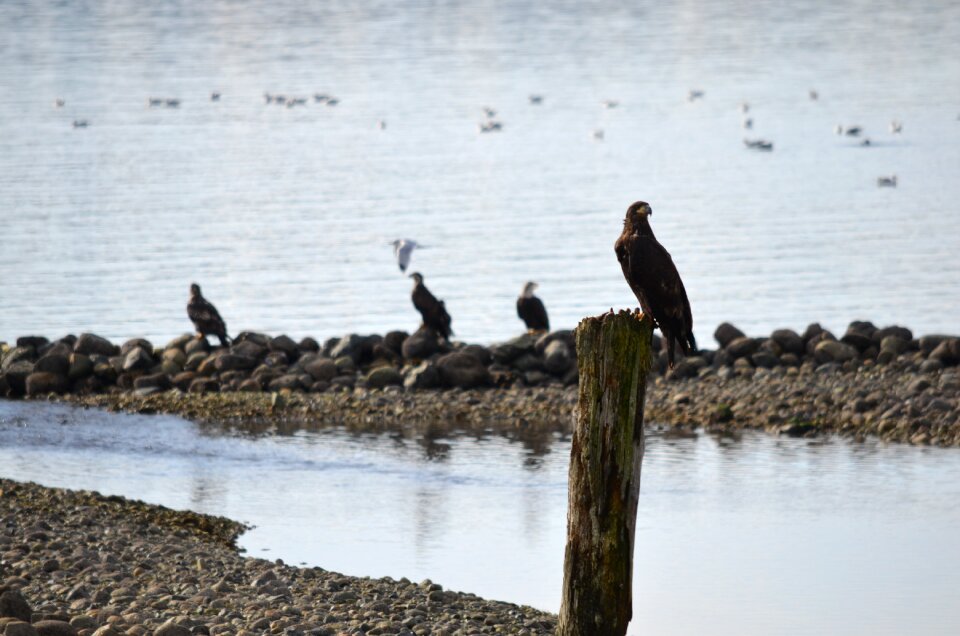 Bald eagle fishing