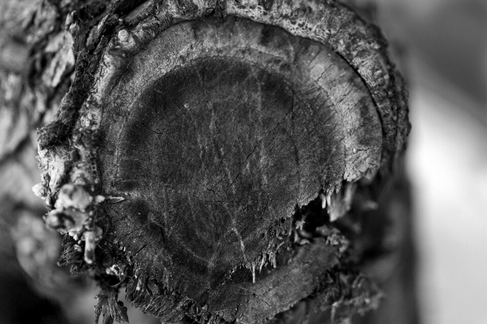 Nature the forgotten dramatic