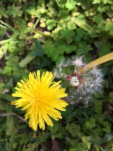 Yellow wild flowers spring photo