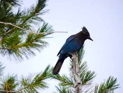 Bird jay nature