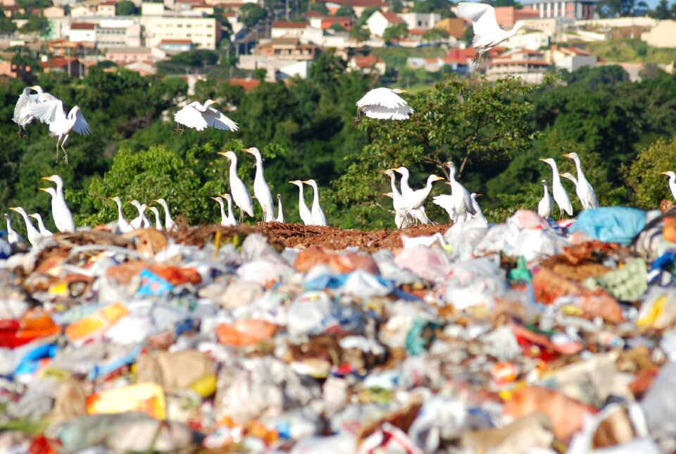 The dump environment society