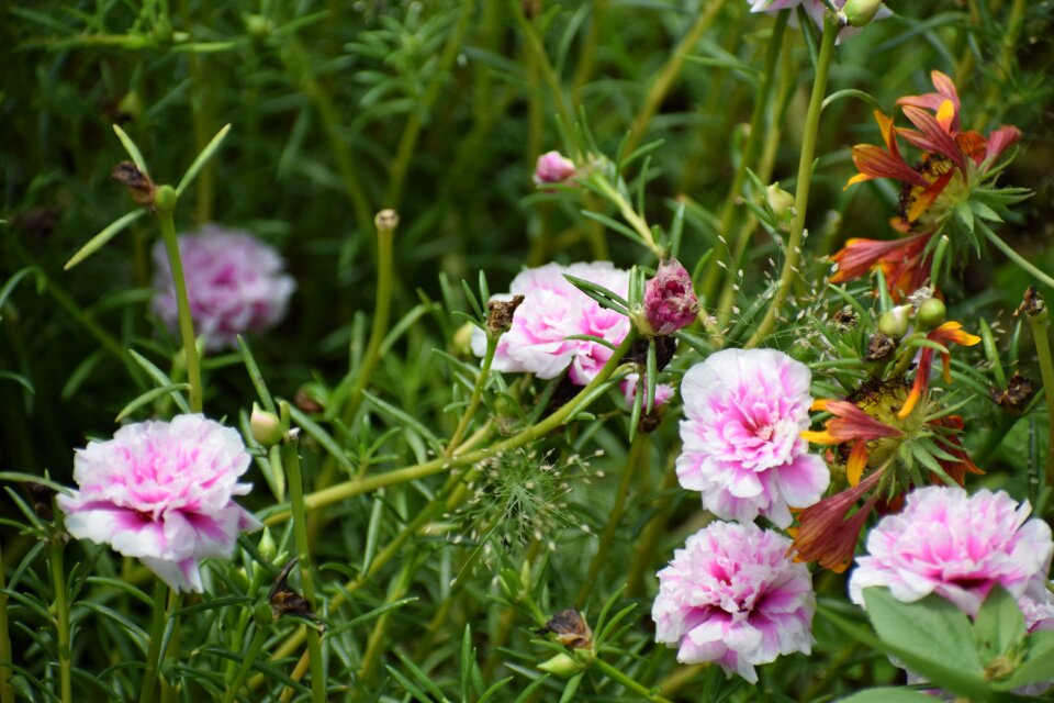 Nature spring floral