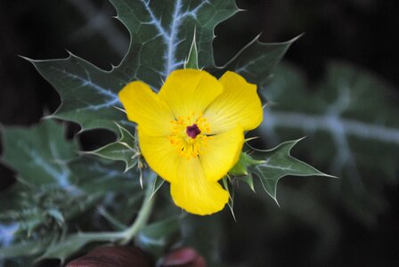 Wild tlapa de comonfort gro