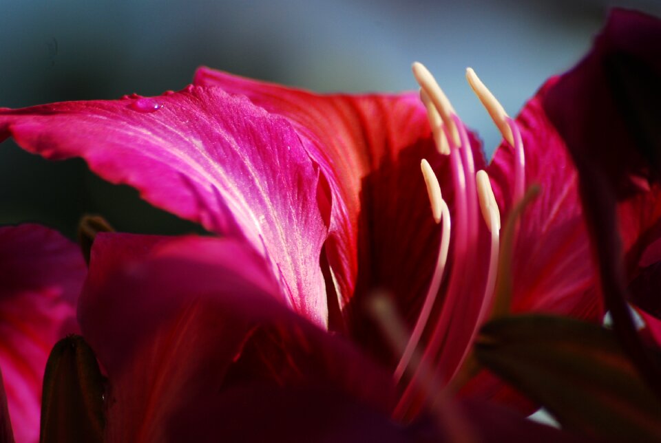 Nature flower petals