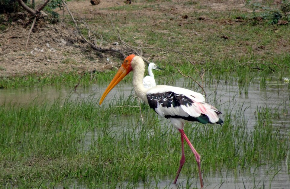 Mycteria leucocephala large wader
