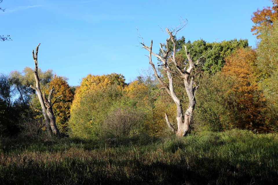 Forest green old tree