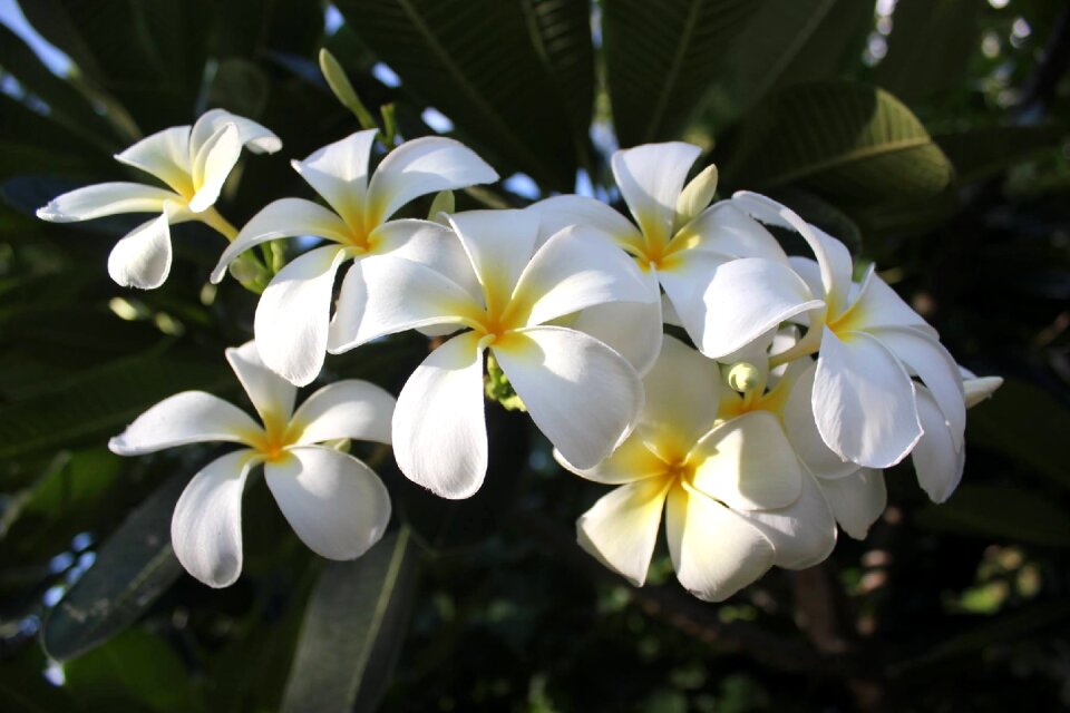 Nature flowers flower garden