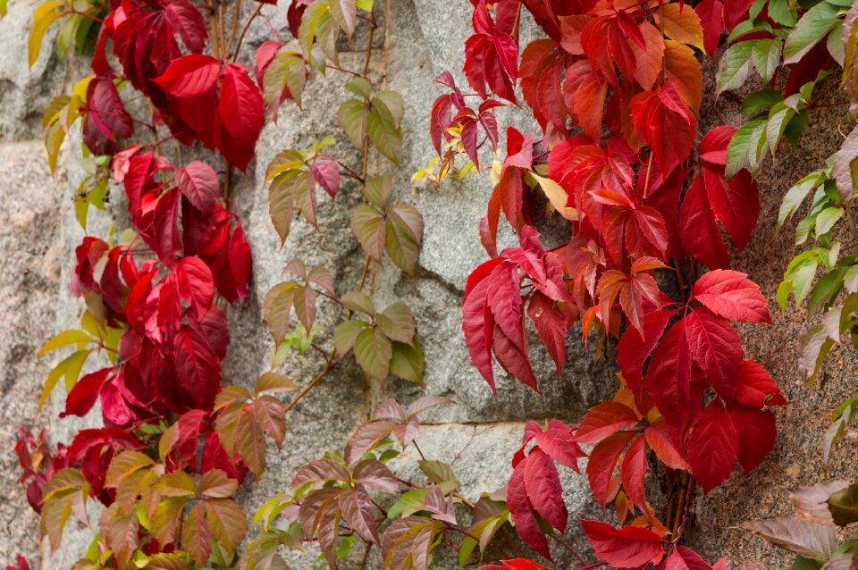 Fall colors stone wall city