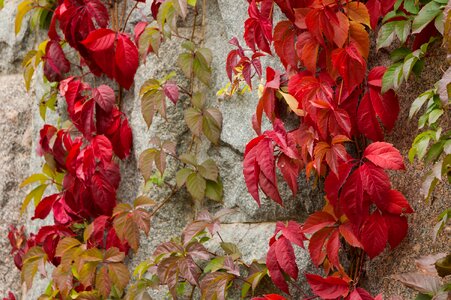 Fall colors stone wall city
