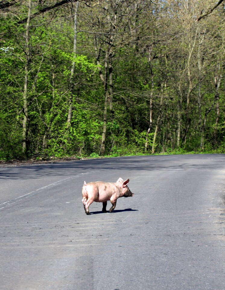 Crossing pet forest