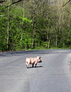 Crossing pet forest