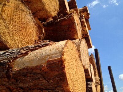 Material cut forestry