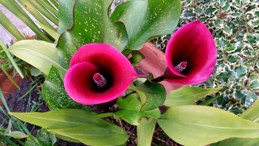 Plant nature close up