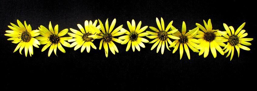 Cape weed design garden