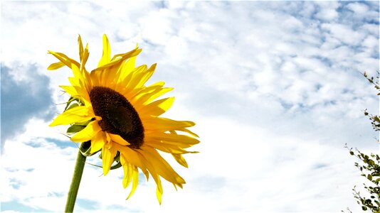 Flower blossom bloom