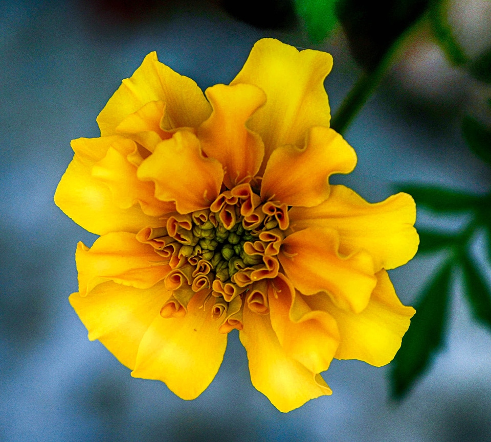 Fragrant summer annual
